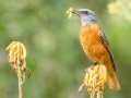 Cape Rock-Thrush - Sani Pass Road, Dr. Nkosazana Dlamini Zuma ZA-KZN -29.62098, 29.38952, Kwazulu-Natal,. Soouth Africa, Dec 13, 2024 Cape Rock-Thrush - Sani Pass Road, Dr. Nkosazana Dlamini Zuma ZA-KZN -29.62098, 29.38952, Kwazulu-Natal,. Soouth Africa, Dec 13, 2024