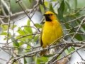 Spectacled  Weaver - Westville--Jubilee Park, Kwazulu-Natal, South Africa, Dec 14, 2024