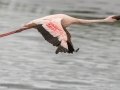Lesser Flamingo - Strandfontein WTP, Western Cape, ZA on Mon Nov 25, 2024 Lesser Flamingo - Strandfontein WTP, Western Cape, ZA on Mon Nov 25, 2024