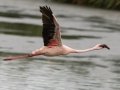 Lesser Flamingo - Strandfontein WTP, Western Cape, ZA on Mon Nov 25, 2024 Lesser Flamingo - Strandfontein WTP, Western Cape, ZA on Mon Nov 25, 2024