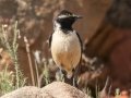 Buff-streaked Chat - P332, Wakkerstroom ZA-MP -27.37436, 30.17691, Mpumalanga , South Africa, Dec 6, 2024 Buff-streaked Chat - P332, Wakkerstroom ZA-MP -27.37436, 30.17691, Mpumalanga , South Africa, Dec 6, 2024
