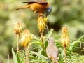 Cape Rock-Thrush - Sani Pass Road, Dr. Nkosazana Dlamini Zuma ZA-KZN -29.62098, 29.38952, Kwazulu-Natal,. Soouth Africa, Dec 13, 2024 Cape Rock-Thrush - Sani Pass Road, Dr. Nkosazana Dlamini Zuma ZA-KZN -29.62098, 29.38952, Kwazulu-Natal,. Soouth Africa, Dec 13, 2024