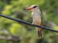 Brown-hooded Kingfisher - L554, Big Five Hlabisa ZA-KwaZulu-Natal -27.84870, 32.39565, Kwazulu-Natal, South Africa, Dec 8, 2024 Brown-hooded Kingfisher - L554, Big Five Hlabisa ZA-KwaZulu-Natal -27.84870, 32.39565, Kwazulu-Natal, South Africa, Dec 8, 2024