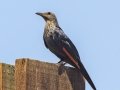 Red-winged Starling - Hout Bay Harbour, Western Cape, ZA, Nov 24, 2024 Red-winged Starling - Hout Bay Harbour, Western Cape, ZA, Nov 24, 2024
