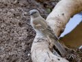 Southern Gray-headed Sparrow - Mokala NP, Northern Cape, South Africa, Dec 4, 2024 Southern Gray-headed Sparrow - Mokala NP, Northern Cape, South Africa, Dec 4, 2024