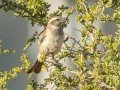 Cape Sparrow - Intaka Island, Western Cape, South Africa, Nov 23, 2024 Cape Sparrow - Intaka Island, Western Cape, South Africa, Nov 23, 2024