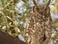 Spotted Eagle-Owl - Kirstenbosch Botanical Garden, Western Cape, ZA, Nov 25, 2024