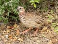 Shellys Francolin - iSimangaliso WP--Western Shores, Kwazulu-Natal, South Africa, Dec 9, 2024 Shellys Francolin - iSimangaliso WP--Western Shores, Kwazulu-Natal, South Africa, Dec 9, 2024