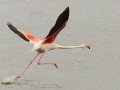 Greater Flamingo - Strandfontein WTP, Western Cape, ZA on Mon Nov 25, 2024 Greater Flamingo - Strandfontein WTP, Western Cape, ZA on Mon Nov 25, 2024