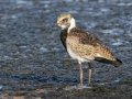 Blacksmith Lapwing - Intaka Island, Western Cape, South Africa, Nov 23, 2024 Blacksmith Lapwing - Intaka Island, Western Cape, South Africa, Nov 23, 2024
