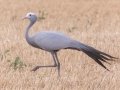 Blue Crane - Swellendam Rural, Barrydale/Swellendam ZA-Western Cape (-34.3727,20.3588), Western Cape, ZA on Tue Nov 26, 2024 Blue Crane - Swellendam Rural, Barrydale/Swellendam ZA-Western Cape (-34.3727,20.3588), Western Cape, ZA on Tue Nov 26, 2024