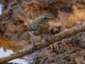 Cape Robin-Chat - Mokala NP, Northern Cape, South Africa, Dec 4, 2024 Cape Robin-Chat - Mokala NP, Northern Cape, South Africa, Dec 4, 2024