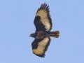 Jackall Buzzard - P332, Wakkerstroom ZA-MP -27.37436, 30.17691, Mpumalanga , South Africa, Dec 6, 2024