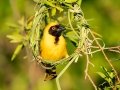 Southern Masked-Weaver - Marrick Safari, Northern Cape, South Africa, Dec 4, 2024 Southern Masked-Weaver - Marrick Safari, Northern Cape, South Africa, Dec 4, 2024