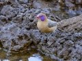 Violet-eared Waxbill - Mokala NP, Northern Cape, South Africa, Dec 4, 2024 Violet-eared Waxbill - Mokala NP, Northern Cape, South Africa, Dec 4, 2024
