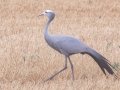 Blue Crane - Swellendam Rural, Barrydale/Swellendam ZA-Western Cape (-34.3727,20.3588), Western Cape, ZA on Tue Nov 26, 2024 Blue Crane - Swellendam Rural, Barrydale/Swellendam ZA-Western Cape (-34.3727,20.3588), Western Cape, ZA on Tue Nov 26, 2024