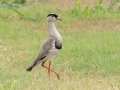 Crowned Lapwing - Kuleni GR Access Road, Big Five Hlabisa Rural, Big Five Hlabisa ZA-KZN -27.91130, 32.35276, Kwazulu-Natal, South Africa, Dec 9, 2024 Crowned Lapwing - Kuleni GR Access Road, Big Five Hlabisa Rural, Big Five Hlabisa ZA-KZN -27.91130, 32.35276, Kwazulu-Natal, South Africa, Dec 9, 2024