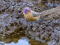 Violet-eared Waxbill - Mokala NP, Northern Cape, South Africa, Dec 4, 2024 Violet-eared Waxbill - Mokala NP, Northern Cape, South Africa, Dec 4, 2024