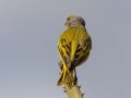 Cape Canary - Kirstenbosch Botanical Garden, Western Cape, ZA, Nov 25, 2024 Cape Canary - Kirstenbosch Botanical Garden, Western Cape, ZA, Nov 25, 2024