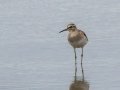 Wood Sandpiper - Nibela Floodplains, Kwazulu-Natal, South Africa, Dec 8, 2024 Wood Sandpiper - Nibela Floodplains, Kwazulu-Natal, South Africa, Dec 8, 2024