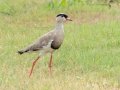 Crowned Lapwing - Kuleni GR Access Road, Big Five Hlabisa Rural, Big Five Hlabisa ZA-KZN -27.91130, 32.35276, Kwazulu-Natal, South Africa, Dec 9, 2024 Crowned Lapwing - Kuleni GR Access Road, Big Five Hlabisa Rural, Big Five Hlabisa ZA-KZN -27.91130, 32.35276, Kwazulu-Natal, South Africa, Dec 9, 2024