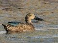 Cape Shoveler - Intaka Island, Western Cape, South Africa, Nov 23, 2024 Cape Shoveler - Intaka Island, Western Cape, South Africa, Nov 23, 2024