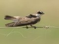Banded Martin - P332, Wakkerstroom ZA-MP -27.37436, 30.17691, Mpumalanga , South Africa, Dec 6, 2024 Banded Martin - P332, Wakkerstroom ZA-MP -27.37436, 30.17691, Mpumalanga , South Africa, Dec 6, 2024