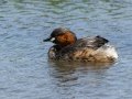 Little Grebe - Simangaliso WP--Eastern Shores, Kwazulu-Natal, South Africa, Dec 10, 2024 Little Grebe - Simangaliso WP--Eastern Shores, Kwazulu-Natal, South Africa, Dec 10, 2024