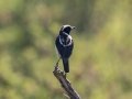 Buff-streaked Chat - P332, Wakkerstroom ZA-MP -27.37436, 30.17691, Mpumalanga , South Africa, Dec 6, 2024 Buff-streaked Chat - P332, Wakkerstroom ZA-MP -27.37436, 30.17691, Mpumalanga , South Africa, Dec 6, 2024