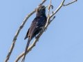 Common Scimitarbill - Marrick Safari, Northern Cape, South Africa, Dec 4, 2024 Common Scimitarbill - Marrick Safari, Northern Cape, South Africa, Dec 4, 2024