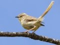 Drakensberg Prinia - Sani Pass (ZA)--high elevation (Final 15km +-ZA Border Post to Lesotho, Kwazulu-Natal, South Africa, Dec 13 , 2024 Drakensberg Prinia - Sani Pass (ZA)--high elevation (Final 15km +-ZA Border Post to Lesotho, Kwazulu-Natal, South Africa, Dec 13 , 2024