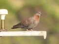 Speckled Pigeon - Hout Bay Beach and Estuary, Western Cape, South Africa, Nov 23, 2024 Speckled Pigeon - Hout Bay Beach and Estuary, Western Cape, South Africa, Nov 23, 2024