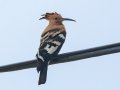 Eurasian Hoopoe - Malagas Pont, Malagas ZA-Western Cape -34.30887, 20.58310, Western Cape, ZA on Wed Nov 27, 2024 Eurasian Hoopoe - Malagas Pont, Malagas ZA-Western Cape -34.30887, 20.58310, Western Cape, ZA on Wed Nov 27, 2024