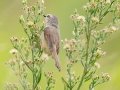 Tawny-flanked Prinia - Kuleni GR Access Road, Big Five Hlabisa Rural, Big Five Hlabisa ZA-KZN -27.91130, 32.35276, Kwazulu-Natal, South Africa, Dec 9, 2024 Tawny-flanked Prinia - Kuleni GR Access Road, Big Five Hlabisa Rural, Big Five Hlabisa ZA-KZN -27.91130, 32.35276, Kwazulu-Natal, South Africa, Dec 9, 2024