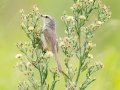 Tawny-flanked Prinia - Kuleni GR Access Road, Big Five Hlabisa Rural, Big Five Hlabisa ZA-KZN -27.91130, 32.35276, Kwazulu-Natal, South Africa, Dec 9, 2024 Tawny-flanked Prinia - Kuleni GR Access Road, Big Five Hlabisa Rural, Big Five Hlabisa ZA-KZN -27.91130, 32.35276, Kwazulu-Natal, South Africa, Dec 9, 2024