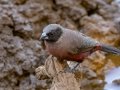Black-faced Waxbill - Mokala NP, Northern Cape, South Africa, Dec 4, 2024 Black-faced Waxbill - Mokala NP, Northern Cape, South Africa, Dec 4, 2024