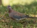 Laughing Dove - P332, Wakkerstroom ZA-MP -27.37436, 30.17691, Mpumalanga , South Africa, Dec 6, 2024 Laughing Dove - P332, Wakkerstroom ZA-MP -27.37436, 30.17691, Mpumalanga , South Africa, Dec 6, 2024