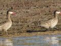 Red-billed Ducks - Intaka Island, Western Cape, South Africa, Nov 23, 2024