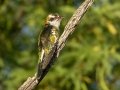 Dideric Cuckoo - Marrick Safari, Northern Cape, South Africa, Dec 4, 2024 Dideric Cuckoo - Marrick Safari, Northern Cape, South Africa, Dec 4, 2024