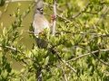 White-backed Mousebird - Kirstenbosch Botanical Garden, Western Cape, ZA, Nov 25, 2024 White-backed Mousebird - Kirstenbosch Botanical Garden, Western Cape, ZA, Nov 25, 2024