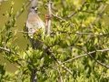 White-backed Mousebird - Kirstenbosch Botanical Garden, Western Cape, ZA, Nov 25, 2024 White-backed Mousebird - Kirstenbosch Botanical Garden, Western Cape, ZA, Nov 25, 2024