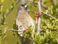 White-backed Mousebird - Kirstenbosch Botanical Garden, Western Cape, ZA, Nov 25, 2024 White-backed Mousebird - Kirstenbosch Botanical Garden, Western Cape, ZA, Nov 25, 2024