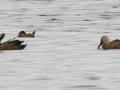 Maccoa Duck - Strandfontein WTP, Western Cape, ZA on Mon Nov 25, 2024 Maccoa Duck - Strandfontein WTP, Western Cape, ZA on Mon Nov 25, 2024