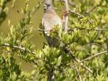 White-backed Mousebird - Kirstenbosch Botanical Garden, Western Cape, ZA, Nov 25, 2024 White-backed Mousebird - Kirstenbosch Botanical Garden, Western Cape, ZA, Nov 25, 2024
