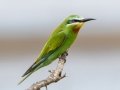 Blue-cheeked Bee-eater - Nibela Floodplains, Kwazulu-Natal, South Africa, Dec 8, 2024 Blue-cheeked Bee-eater - Nibela Floodplains, Kwazulu-Natal, South Africa, Dec 8, 2024