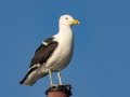 Kelp Gull - Hout Bay Beach and Estuary, Western Cape, ZA, Nov 23, 2024 Kelp Gull - Hout Bay Beach and Estuary, Western Cape, ZA, Nov 23, 2024