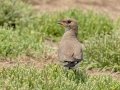 Collared Pratincole - Mtubatuba Rural, Mtubatuba ZA-KZN -28.08625, 32.35249, Kwazulu-Natal, South Africa, Dec 9, 2024 Collared Pratincole - Mtubatuba Rural, Mtubatuba ZA-KZN -28.08625, 32.35249, Kwazulu-Natal, South Africa, Dec 9, 2024