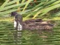 Yellow-billed Duck x Mallard (hybrid) - Strandfontein WTP, Western Cape, ZA on Mon Nov 25, 2024 Yellow-billed Duck x Mallard (hybrid) - Strandfontein WTP, Western Cape, ZA on Mon Nov 25, 2024