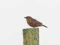 Cape Clapper Lark - Malagas Pont, Malagas ZA-Western Cape -34.30887, 20.58310, Western Cape, ZA on Wed Nov 27, 2024 Cape Clapper Lark - Malagas Pont, Malagas ZA-Western Cape -34.30887, 20.58310, Western Cape, ZA on Wed Nov 27, 2024