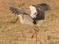 White Stork - Swellendam Rural, Barrydale - Swellendam ZA-Western Cape (-34.2359,20.3717), Western Cape, ZA on Wed Nov 27, 2024 White Stork - Swellendam Rural, Barrydale - Swellendam ZA-Western Cape (-34.2359,20.3717), Western Cape, ZA on Wed Nov 27, 2024